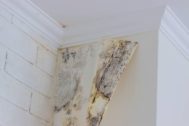 Mold Remediation for Vacation Homes in West Monroe, MI